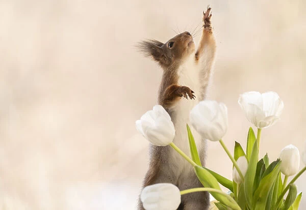 red squirrel reaching from behind white tulips