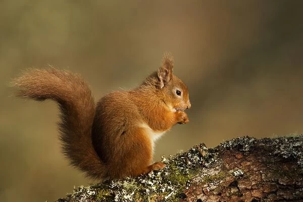 Red Squirrel - resting and eating on a lichen covered log in morning light - February - Aviemore - Scotland