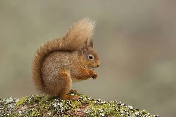 Red Squirrel - resting and eating nuts on a lichen covered log - February - Aviemore - Scotland
