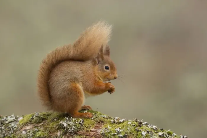 Framed Print : Red Squirrel - resting and eating nuts on a lichen covered log - February - Aviemore - Scotland Framed Print : Red Squirrel - resting and eating nuts on a lichen covered log - February - Aviemore - Scotland