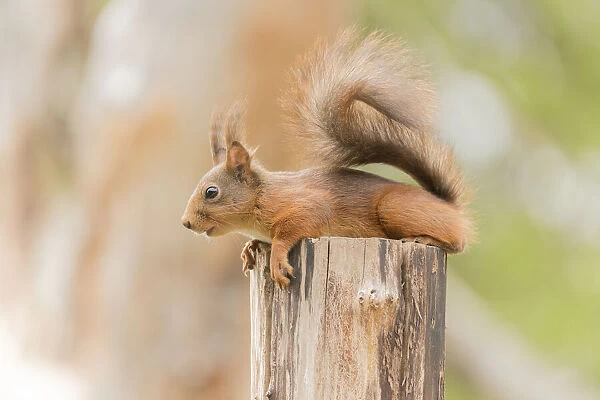 Red Squirrel is resting on a tree