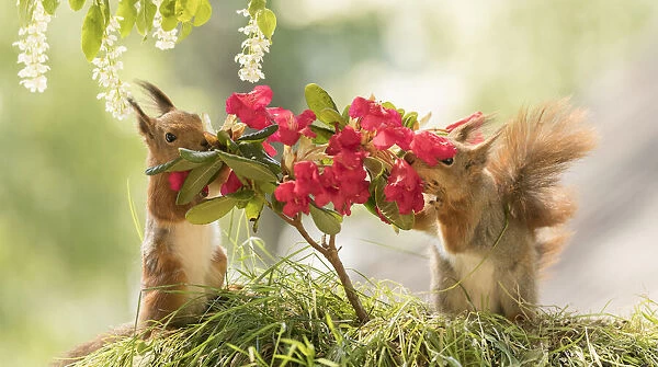 Red Squirrel with Rhododendron with red flowers