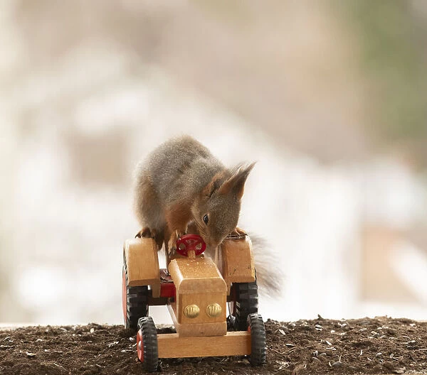 red squirrel is riding on an tractor