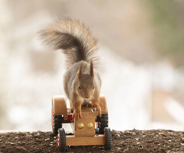 red squirrel is riding on an tractor