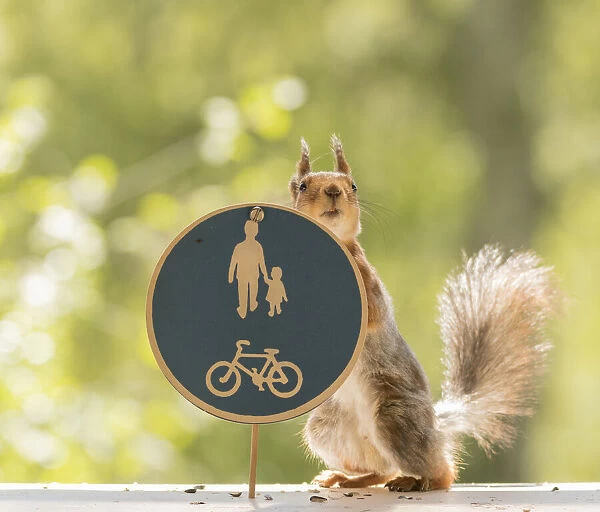 Red Squirrel with a road sign Dual track for pedestrians and cyclists