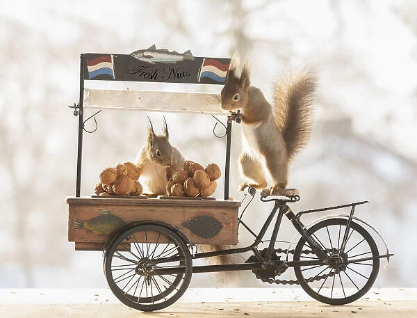 Red squirrel, rode eekhoorn, eekhoorn, Sciurus vulgaris, Eurasian red squirrel, standing on a cargo bike with walnuts