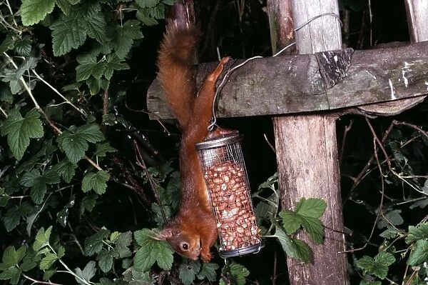Red Squirrel RTS 1833 Feeding on nuts from wire feeder Sciurus vulgaris © Bobby Smith  /  ARDEA LONDON