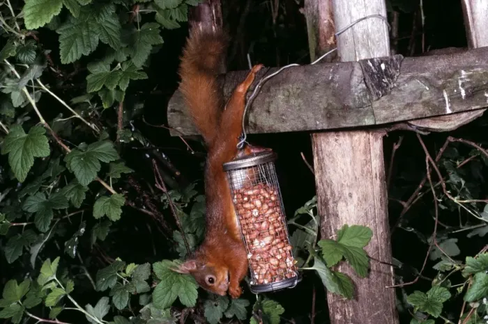 Framed Print : Red Squirrel RTS 1833 Feeding on nuts from wire feeder Sciurus vulgaris © Bobby Smith / ARDEA LONDON Framed Print : Red Squirrel RTS 1833 Feeding on nuts from wire feeder Sciurus vulgaris © Bobby Smith / ARDEA LONDON