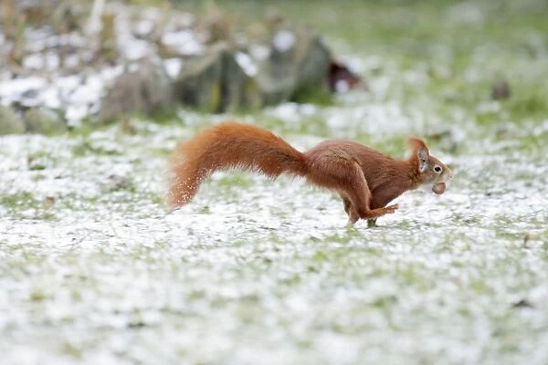 Red Squirrel - running across lawn in garden, transporting hazel nut, in winter, Lower Saxony, Germany