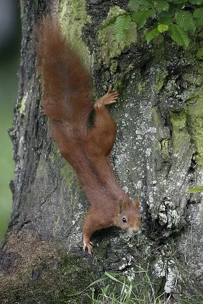 Red Squirrel - Running down tree-trunk Lower Saxony, Germany