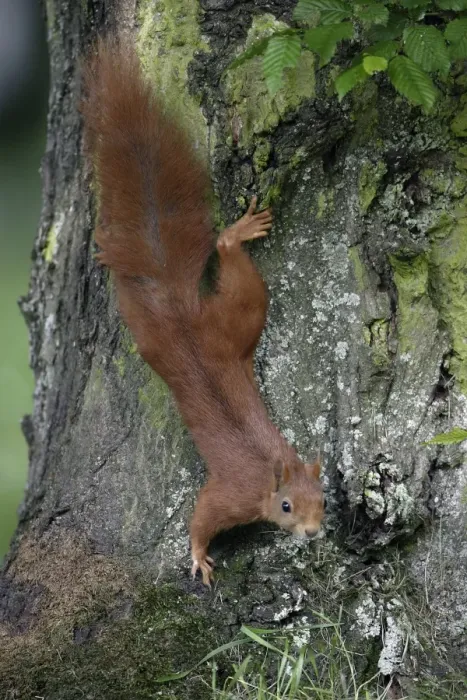 Framed Print : Red Squirrel - Running down tree-trunk Lower Saxony, Germany Framed Print : Red Squirrel - Running down tree-trunk Lower Saxony, Germany