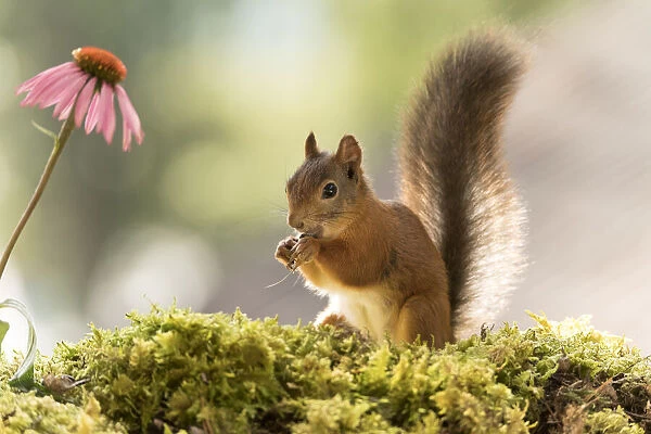 Red Squirrel, Sciurus vulgaris, Eurasian red squirrel, Sweden Date: 31-07-2021