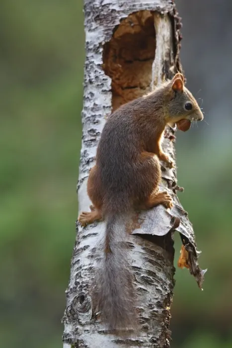 Framed Print : Red Squirrel. Scottish Moor - Aviemore - Scotland Framed Print : Red Squirrel. Scottish Moor - Aviemore - Scotland