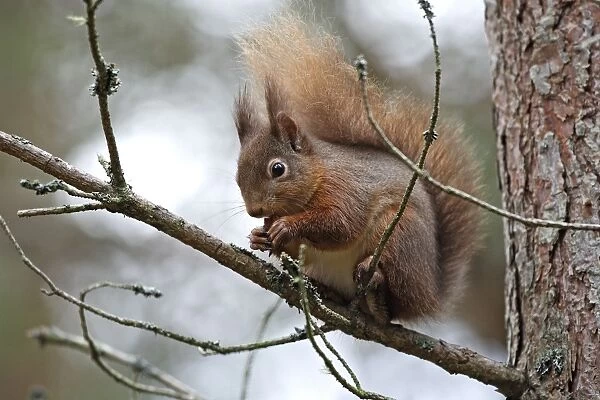 Red Squirrel. Scottish Moor - Aviemore - Scotland