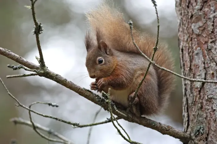 Framed Print : Red Squirrel. Scottish Moor - Aviemore - Scotland Framed Print : Red Squirrel. Scottish Moor - Aviemore - Scotland
