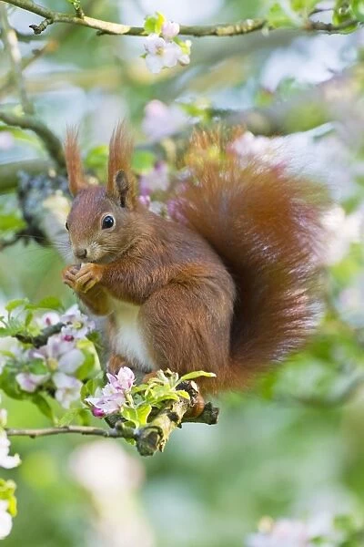 Red Squirrel - sitting in apple tree amongst blossom - in garden - Lower Saxony - Germany
