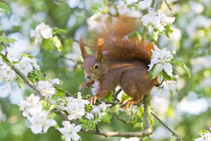 Framed Print : Red Squirrel - sitting in apple tree amongst blossom - in garden - Lower Saxony - Germany