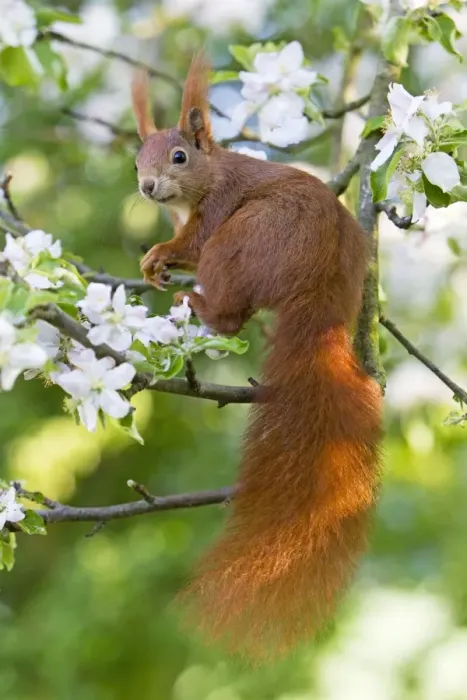 Framed Print : Red Squirrel - sitting in apple tree amongst blossom - in garden - Lower Saxony - Germany Framed Print : Red Squirrel - sitting in apple tree amongst blossom - in garden - Lower Saxony - Germany