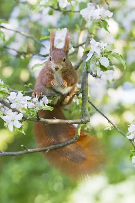 Framed Print : Red Squirrel - sitting in apple tree amongst blossom - in garden - Lower Saxony - Germany Framed Print : Red Squirrel - sitting in apple tree amongst blossom - in garden - Lower Saxony - Germany