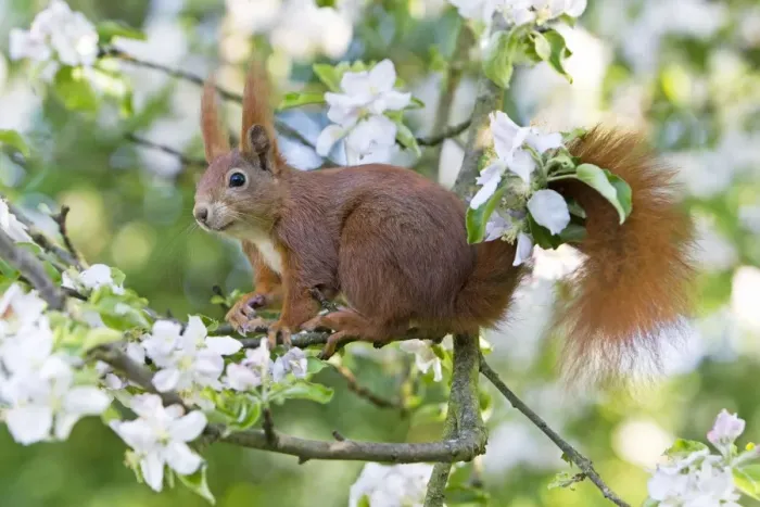 Framed Print : Red Squirrel - sitting in apple tree amongst blossom - in garden - Lower Saxony - Germany Framed Print : Red Squirrel - sitting in apple tree amongst blossom - in garden - Lower Saxony - Germany
