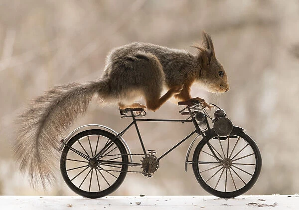 Red Squirrel sitting on a bike