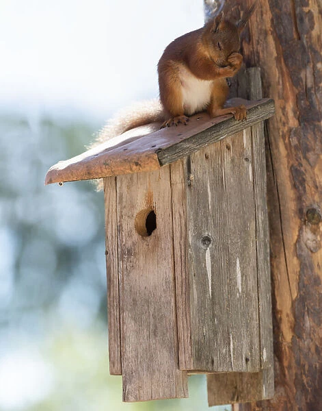 red squirrel sitting on a birdhouse against a tree