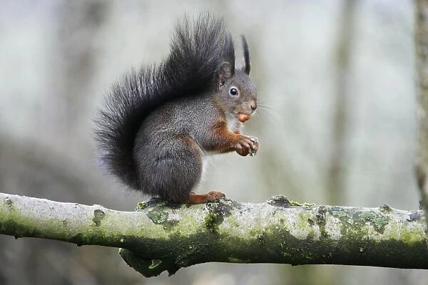 Red Squirrel - sitting on branch with hazel nut, Lower Saxony, Germany