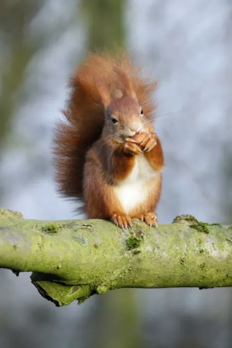 Framed Print : Red Squirrel - sitting on branch with hazel nut, Lower Saxony, Germany Framed Print : Red Squirrel - sitting on branch with hazel nut, Lower Saxony, Germany