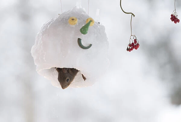 Red squirrel sitting inside a snowman mask