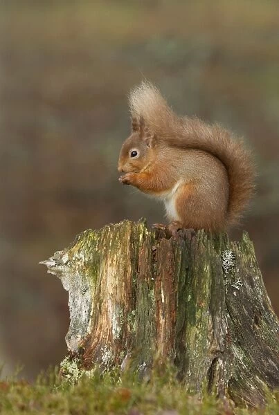 Red Squirrel - sitting on an old tree stump eating nuts - February - Aviemore - Scotland