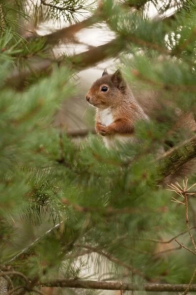 Red Squirrel - sitting in pine tree among green pine needles - Cairngorm - Scotland