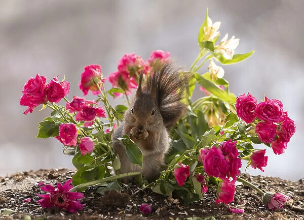 Red Squirrel sitting between roses