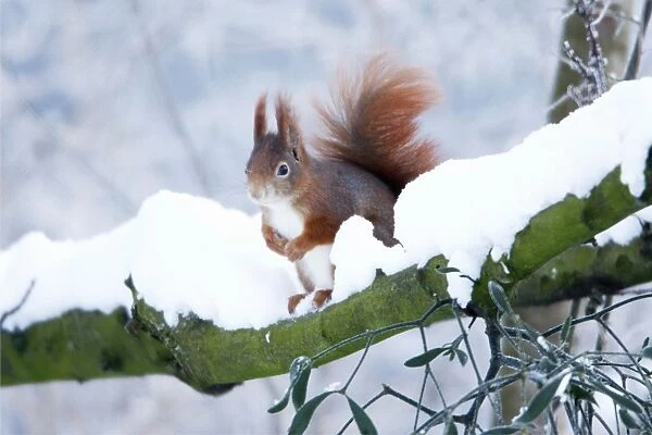 Red Squirrel - sitting on snow covered branch in winter, Lower Saxony, Germany