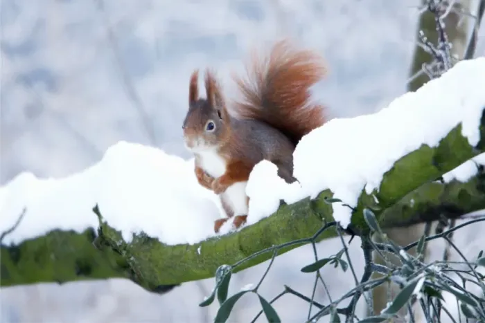 Framed Print : Red Squirrel - sitting on snow covered branch in winter, Lower Saxony, Germany Framed Print : Red Squirrel - sitting on snow covered branch in winter, Lower Saxony, Germany