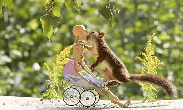 Red Squirrel and skeleton on a stroller
