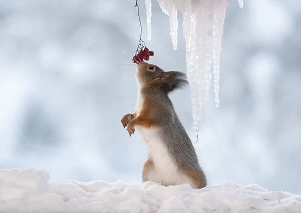 Red squirrel smelling berries beside icicles