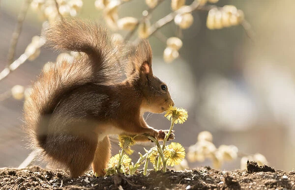 Red Squirrel smelling a coltsfoot flower