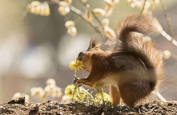 Red Squirrel smelling a coltsfoot flower