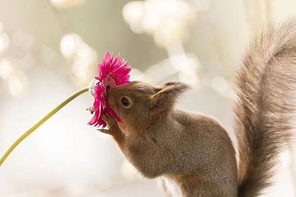 Red Squirrel smelling a daisy