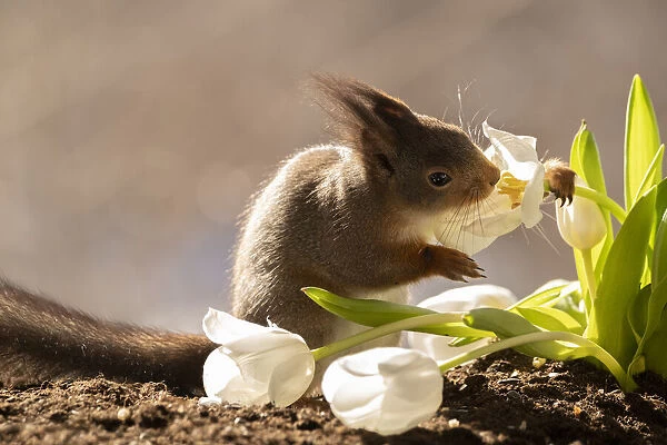 red squirrel is smelling and holding a white tulip