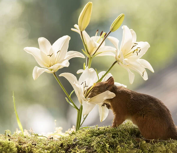 Red Squirrel smelling lilium flowers