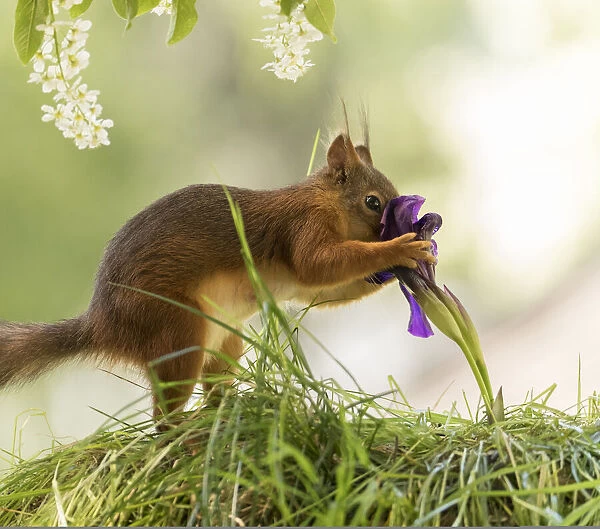 Red Squirrel is smelling a purple iris