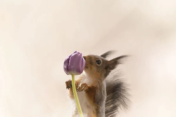red squirrel is smelling an purple tulip