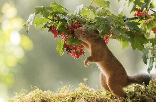 Red Squirrel smelling red currant
