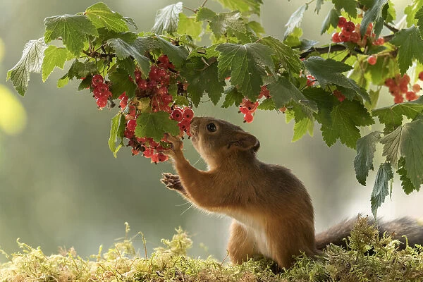Red Squirrel smelling red currant