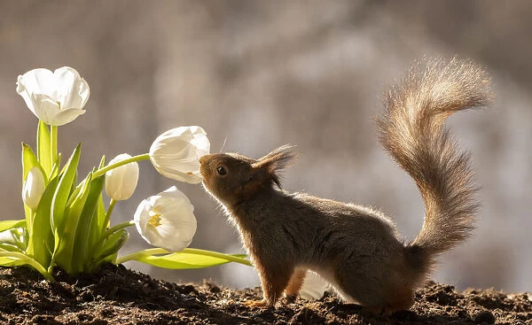 red squirrel is smelling an white tulip