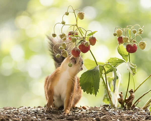 Red Squirrel smells a strawberry