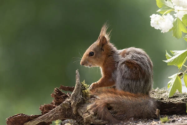 red squirrel with a snowball bush