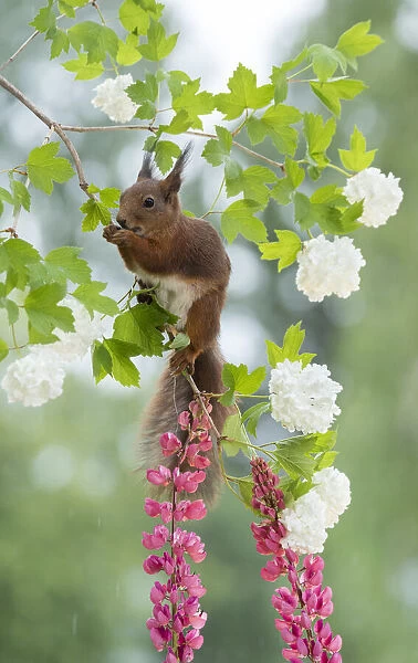 Red Squirrel on snowball bush flower branches