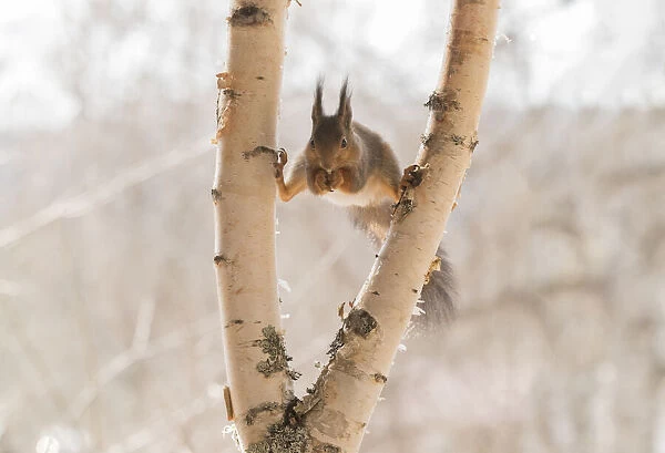 Red Squirrel in a split between birch tree branches